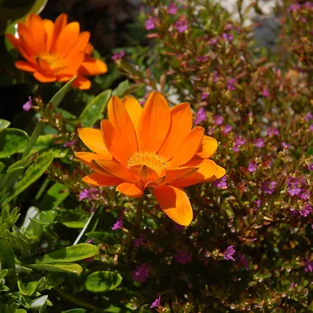 Cecilia's Prázdninový dům